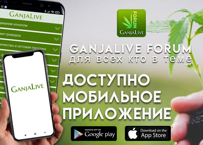 Бесплатное приложение «GanjaLive» – подарок от форума! Бесплатное приложение «GanjaLive» – подарок от форума!