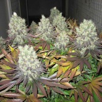 Amsterdam Flame regular Ganja Seeds