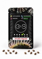Anubis regular Ganja Seeds