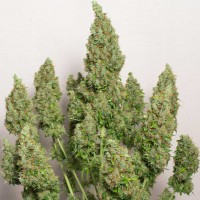Anubis regular Ganja Seeds