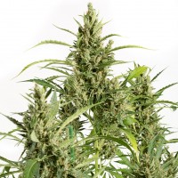 Amnesia feminised Neuro Seeds