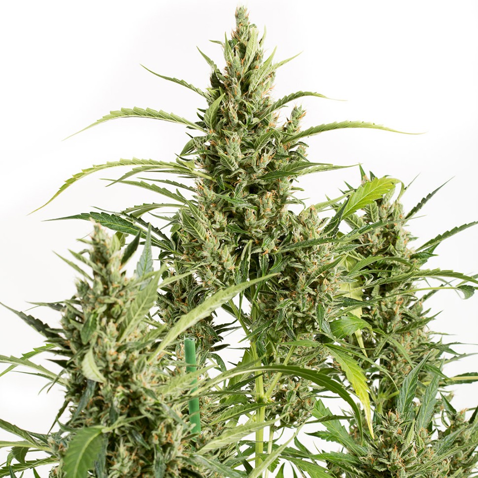 Семена конопли Amnesia feminised Neuro Seeds