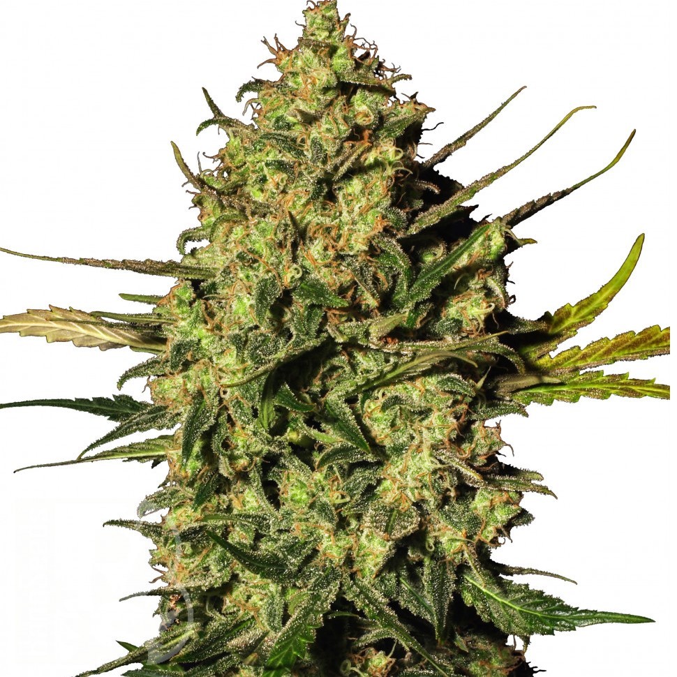 Семена марихуаны  Auto Think Different feminised Ganja Seeds