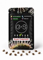 Auto Royal Creamatic feminised Ganja Seeds