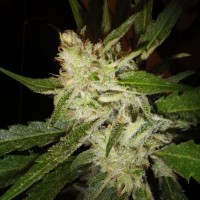 Super Stinky feminised Ganja Seeds