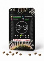 Auto Whiteberry regular Ganja Seeds