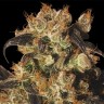 заказать на сайте семена конопли Auto Whiteberry regular