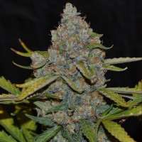 Creative Reactor feminised Neuro Seeds