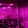 Светодиодный фитосветильник LED Гагарин 4 купить с доставкой