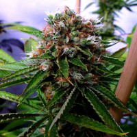 Buddha's Sativa feminised Ganja Seeds