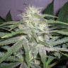 Семена марихуаны  The Church feminised Ganja Seeds