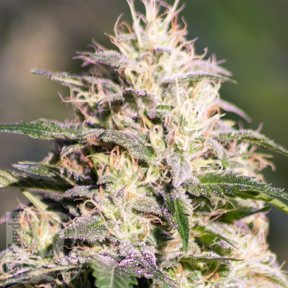 Семена марихуаны  The Church feminised Ganja Seeds