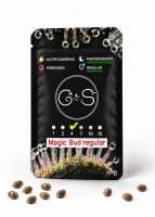 Magic Bud regular Ganja Seeds