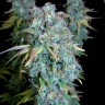 семена культурной конопли купить Magic Bud reg