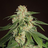 Jack Herer feminised Neuro Seeds