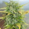 Семена марихуаны  Auto Royal Kush feminised Ganja Seeds