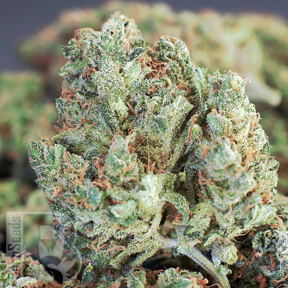 Cheese Berries feminised Ganja Seeds