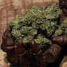 Cheese Berries feminised Ganja Seeds