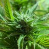 Семена  The Doctor feminised Ganja Seeds