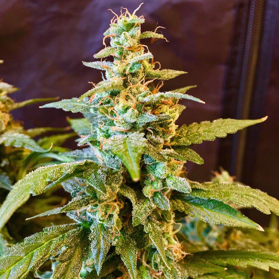 Семена марихуаны Auto Jack regular Ganja Seeds
