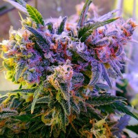 Galaxy regular Ganja Seeds