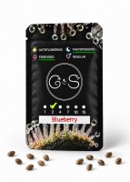 Blueberry feminised Ganja Seeds