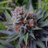 семена конопли Blueberry feminised Ganja Seeds
