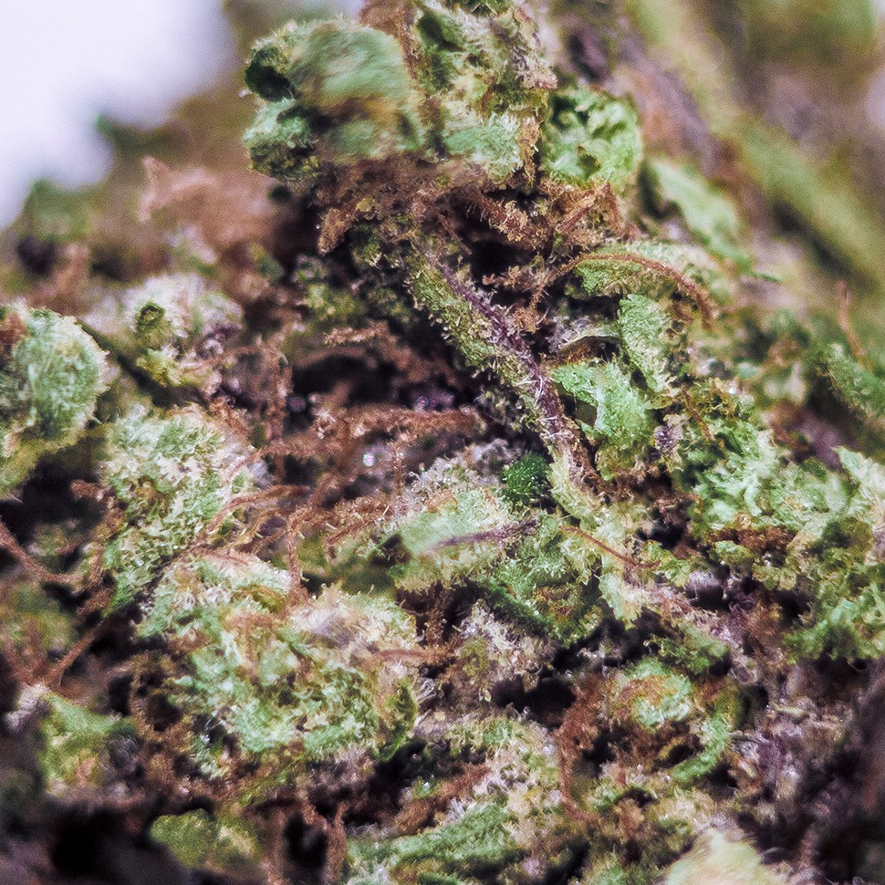 качественные семена конопли Blueberry feminised Ganja Seeds