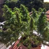 семена марихуаны Blueberry feminised Ganja Seeds