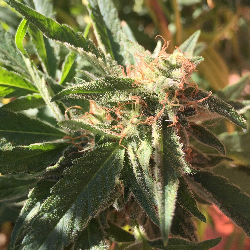 семена марихуаны Blueberry feminised Ganja Seeds