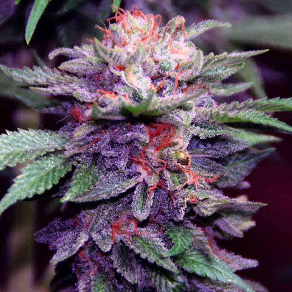 семена конопли в Казахстане Blueberry feminised Ganja Seeds