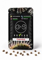 Chemdog feminised Ganja Seeds