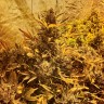 Семена  The Ultimate feminised Ganja Seeds