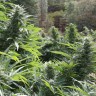 Семена  The Ultimate feminised Ganja Seeds