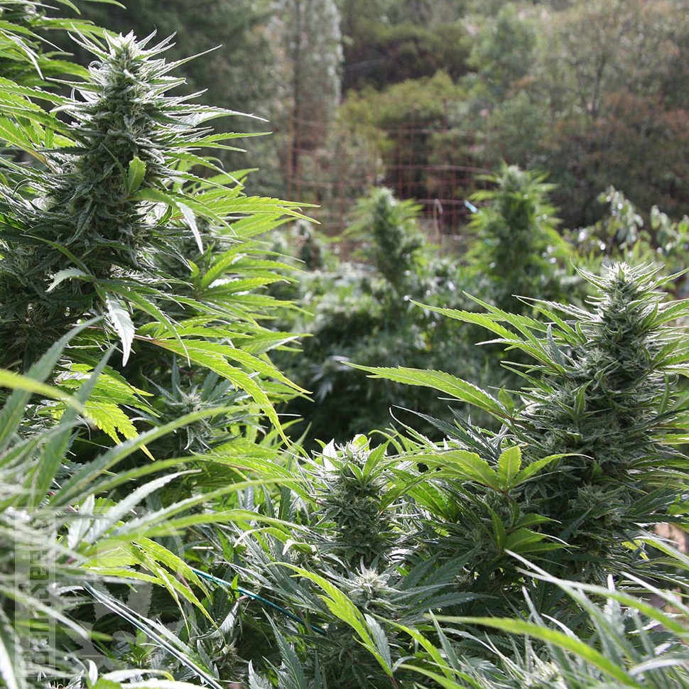 Семена  The Ultimate feminised Ganja Seeds
