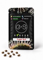 Auto Super Bud feminised Ganja Seeds