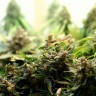 купить семена конопли в фирменной упаковке Auto Super Bud feminised