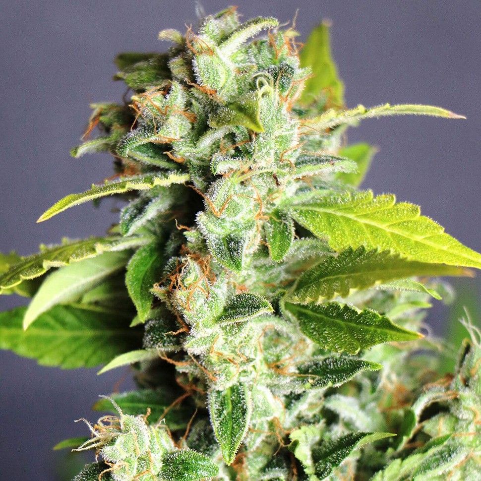 купить семена конопли марихуаны Auto Super Bud feminised