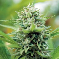 Alexandriya regular Ganja Seeds