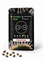 Auto Chocolope feminised Ganja Seeds
