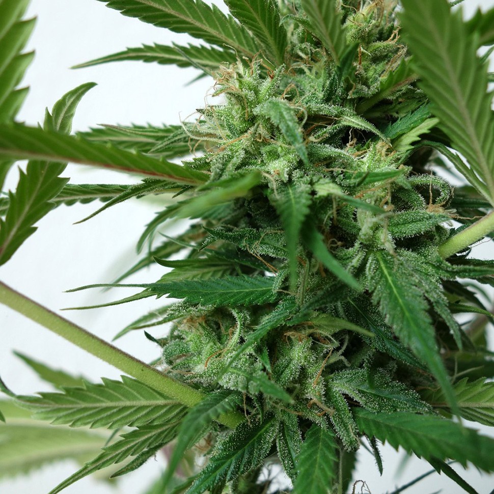 Семена ганжа  New York Diesel feminised Neuro Seeds