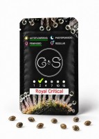 Auto Royal Critical feminised Ganja Seeds
