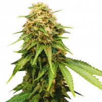 Auto Royal Critical feminised Ganja Seeds