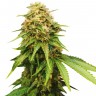Auto Royal Critical feminised Ganja Seeds