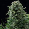 Chupacabra feminised Ganja Seeds