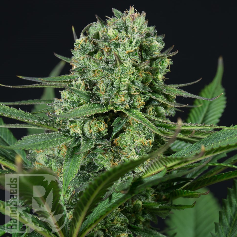Chupacabra feminised Ganja Seeds