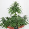 Семена марихуаны  Top Skunk 44 x AK 47 feminised Ganja Seeds
