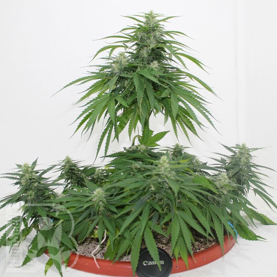 Семена марихуаны  Top Skunk 44 x AK 47 feminised Ganja Seeds