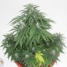 Семена марихуаны  Top Skunk 44 x AK 47 feminised Ganja Seeds