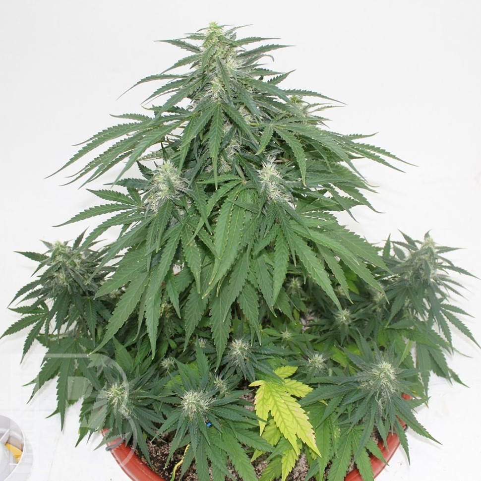 Семена марихуаны  Top Skunk 44 x AK 47 feminised Ganja Seeds